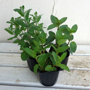 n[u̕c/~g3ZbgAiAbvEXyAEyp[~gj