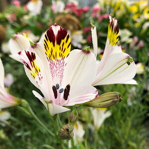 /AXgAF}OjtBJHYB VL[sN1