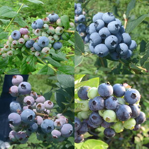 ʎ̕c/[]u[x[FrbgACni~bNX5|bg10Zbg