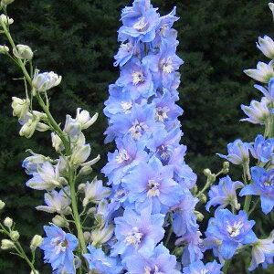 Ԃ̕c/ftBjEFT}[XJC3.5|bg 2Zbg