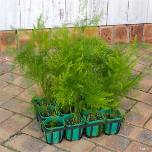 ؂̕c/AXpKXF[Vg2.5`3|bg 12Zbg