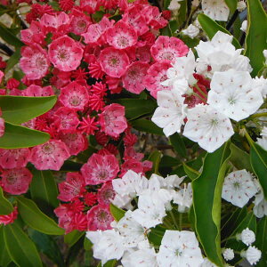 Ԗ ؂̕c/J~AFg40`50cm