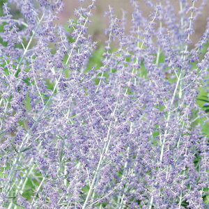 Ԃ̕c/VAZ[W:^CK3.5|bg