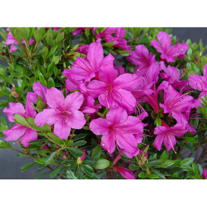 Ԗ ؂̕c/TcLccWFɐHiނ炳j5|bg5Zbg