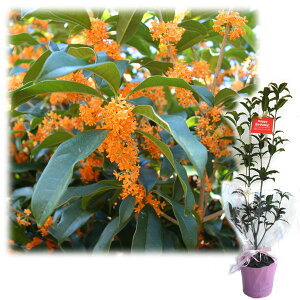 Ԗ ؂̕c/c؃MtgFLNZCi؍ҁjua߂łƂvJ[ht