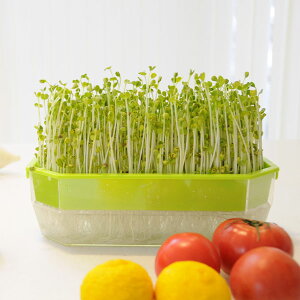 ₵EXvEg͔|e@Lb`t@[250 2Zbg