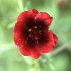 Ԃ̕c/|eeBFi[Nxxbg3-3.5|bg*