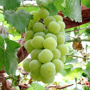 ʎ̕c/uhEFZgWCAci˃WCAcj}ؕc4`5|bg