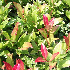 Ԗ ؂̕c/mCieiVjFXJ[b^ 5A