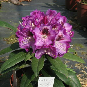 Ԗ ؂̕c/mVNiQFp[vh[3.5|bg