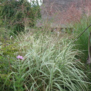 Ԃ̕c/V}XXLiȃXXLj6A