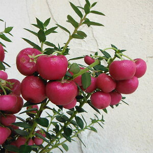 Ԗ ؂̕c/ylbeBAi^̖؁jFnbs[x[bh3|bg