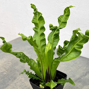 ϗtA/AXvjEFAJL3.5|bg