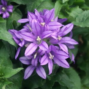 Ԃ̕c/JpjFO[^iǂ炫j3|bg