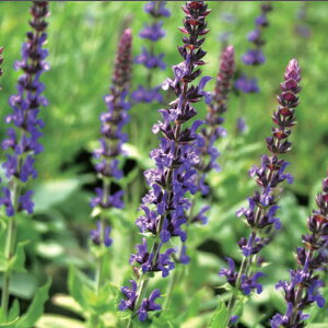 Ԃ̕c/TrAFl[T u[3.5|bg 3Zbg