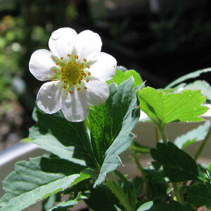 ؂̕c/mESEC`Si\䕁j3|bg