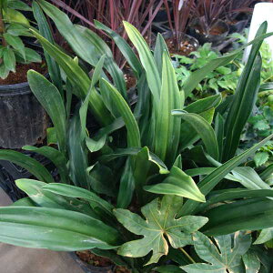 Ԃ̕c/IgiNjFpIg5|bg 3Zbg