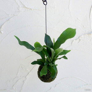 �ϗt�A��/�r�J�N�V�_�i�R�E���������j�F�l�U�[�����h�ۋ�3.5���d����