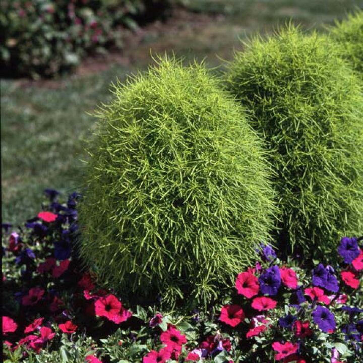 楽天市場 草花の苗 コキア ホウキグサ 3号ポット 8株セット 園芸ネット プラス