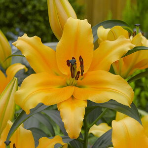 /FIG^[@orf(IWJTuJj2Zbg