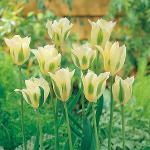 /`[bviO[njFXvOO[4iVj