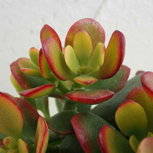 ϗtA/̂Ȃ؁iԌEJQc) FPԌ 3.5|bg