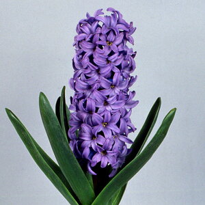 /qVXi͔|pEW{jFs[^[X`[uTgij5Zbg