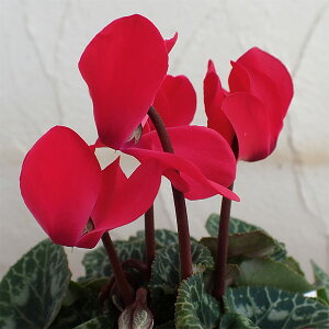 Ԃ̕c/VNFX[p[xm@bh3|bg