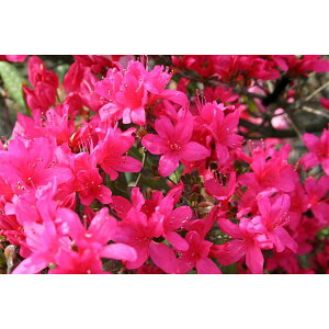 Ԗ ؂̕c/˃ccWFԈd5|bg5Zbg