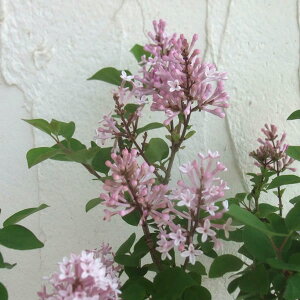 �Ԗ� ��؂̕c/�q�����C���b�N�i�킢�����C���b�N�j�F�W���V�[6���|�b�g