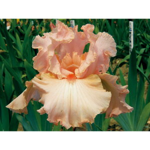 Ԃ̕c/W[}ACXFtH[[Cu3.5|bg