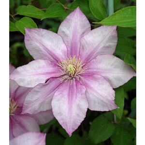 N}`X̕c/N}`XFXeBO@u4|bgipeXnj