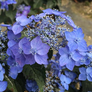 Ԗ ؂̕c/}AWTCFACqiPj4|bg