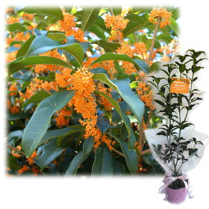 Ԗ ؂̕c/c؃MtgFLNZCi؍ҁjuʂȂȂցvJ[ht