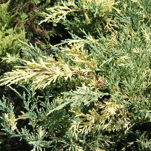 Ԗ ؂̕c/Rjt@[iᐫjFGNXpT oGK[^5|bg