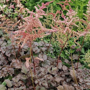 Ԃ̕c/AX`xF`R[gR3|bg 4Zbg