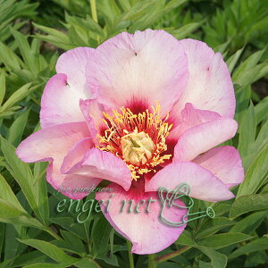 Ԃ̕c/VNNiC^[ZNVinCubhjFrWIuVK[v5