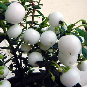 Ԗ ؂̕c/ylbeBAi^̖؁jFnbs[x[zCg3|bg