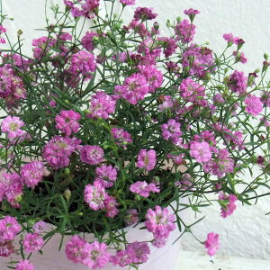 Ԃ̕c/Wv\tBiJX~\EjFWvV[ fB[v[Y3-3.5|bg