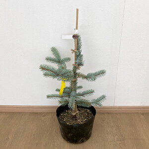 Ԗ ؂̕c/sZAvQXivQXgEqjFzvV[7|bg40cm