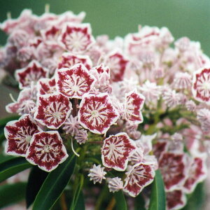 Ԗ ؂̕c/J~AFJI[Z30`40cm