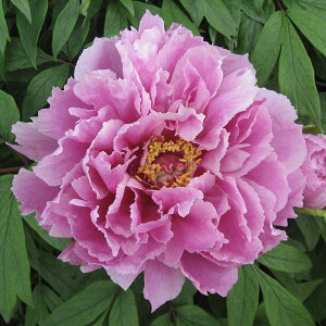 Ԗ ؂̕c/OiڂjFcсi܂ɂj2`3Nc6|bg