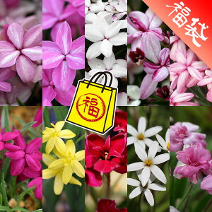 �R�쑐�̕c/[��������]�A�b�c�U�N���i���h�q�|�L�V�X�j�F�J���t��10��Z�b�g�E���̗F3���b�g���t