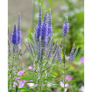 Ԃ̕c/xjJFMtHA3.5|bg