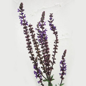 o̕c/oɍh̕cFTrAFl[T@Jhi3.5|bg 1