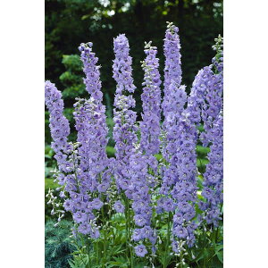 Ԃ̕c/ftBjEFMlo[3.5|bg