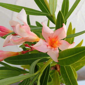 Ԗ ؂̕c/LE`NgEi|jFy`[gT[3|bg