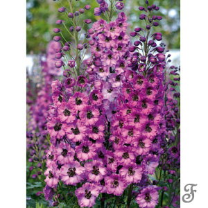 Ԃ̕c/ftBjEF_XL[C_X3-3.5|bg 6Zbg