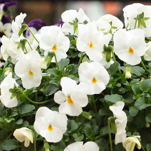 Ԃ̕c/rIFfB[WFC@zCg3.5|bg 3Zbg