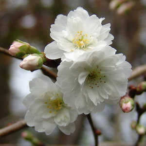 Ԗ ؂̕c/FqiRuNUNjږؕc4-5|bg